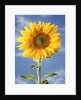A sunflower against blue sky by Anonymous