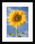 A sunflower against blue sky by Anonymous