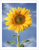 A sunflower against blue sky by Anonymous