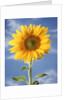 A sunflower against blue sky by Anonymous