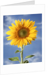 A sunflower against blue sky by Anonymous