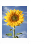 A sunflower against blue sky by Anonymous