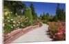 Portland Rose Garden, Oregon by Anonymous