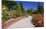 Portland Rose Garden, Oregon by Anonymous