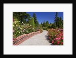 Portland Rose Garden, Oregon by Anonymous