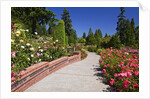 Portland Rose Garden, Oregon by Anonymous