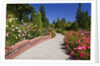 Portland Rose Garden, Oregon by Anonymous