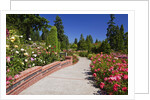 Portland Rose Garden, Oregon by Anonymous