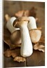 Fresh king oyster mushrooms on autumn leaves by Anonymous