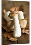 Fresh king oyster mushrooms on autumn leaves by Anonymous