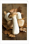 Fresh king oyster mushrooms on autumn leaves by Anonymous