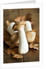 Fresh king oyster mushrooms on autumn leaves by Anonymous