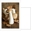 Fresh king oyster mushrooms on autumn leaves by Anonymous