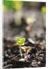 Seedlings emerging in spring by Anonymous
