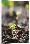 Seedlings emerging in spring by Anonymous