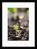 Seedlings emerging in spring by Anonymous
