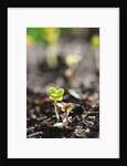 Seedlings emerging in spring by Anonymous