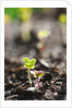 Seedlings emerging in spring by Anonymous