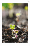 Seedlings emerging in spring by Anonymous