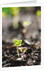 Seedlings emerging in spring by Anonymous