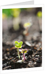 Seedlings emerging in spring by Anonymous