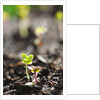 Seedlings emerging in spring by Anonymous