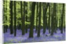 Bluebells at Dockey Wood on the Ashridge Estate by Anonymous