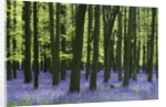 Bluebells at Dockey Wood on the Ashridge Estate by Anonymous