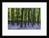 Bluebells at Dockey Wood on the Ashridge Estate by Anonymous