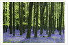 Bluebells at Dockey Wood on the Ashridge Estate by Anonymous
