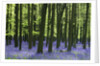 Bluebells at Dockey Wood on the Ashridge Estate by Anonymous