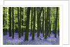 Bluebells at Dockey Wood on the Ashridge Estate by Anonymous