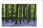 Bluebells at Dockey Wood on the Ashridge Estate by Anonymous