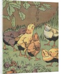 Illustration of chicks looking at caterpillar by Anonymous