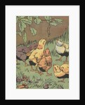 Illustration of chicks looking at caterpillar by Anonymous