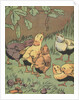 Illustration of chicks looking at caterpillar by Anonymous