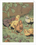 Illustration of chicks looking at caterpillar by Anonymous