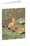 Illustration of chicks looking at caterpillar by Anonymous