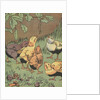 Illustration of chicks looking at caterpillar by Anonymous