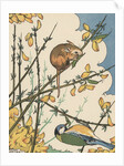 Illustration of mouse and bird feeding on branches by Anonymous