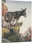 Illustration of donkeys in canyon by Anonymous