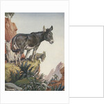Illustration of donkeys in canyon by Anonymous