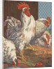 Illustration of four white chickens by Anonymous