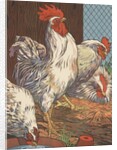 Illustration of four white chickens by Anonymous