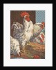Illustration of four white chickens by Anonymous
