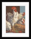 Illustration of four white chickens by Anonymous