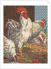 Illustration of four white chickens by Anonymous