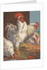 Illustration of four white chickens by Anonymous