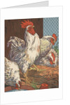 Illustration of four white chickens by Anonymous