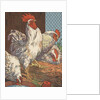 Illustration of four white chickens by Anonymous